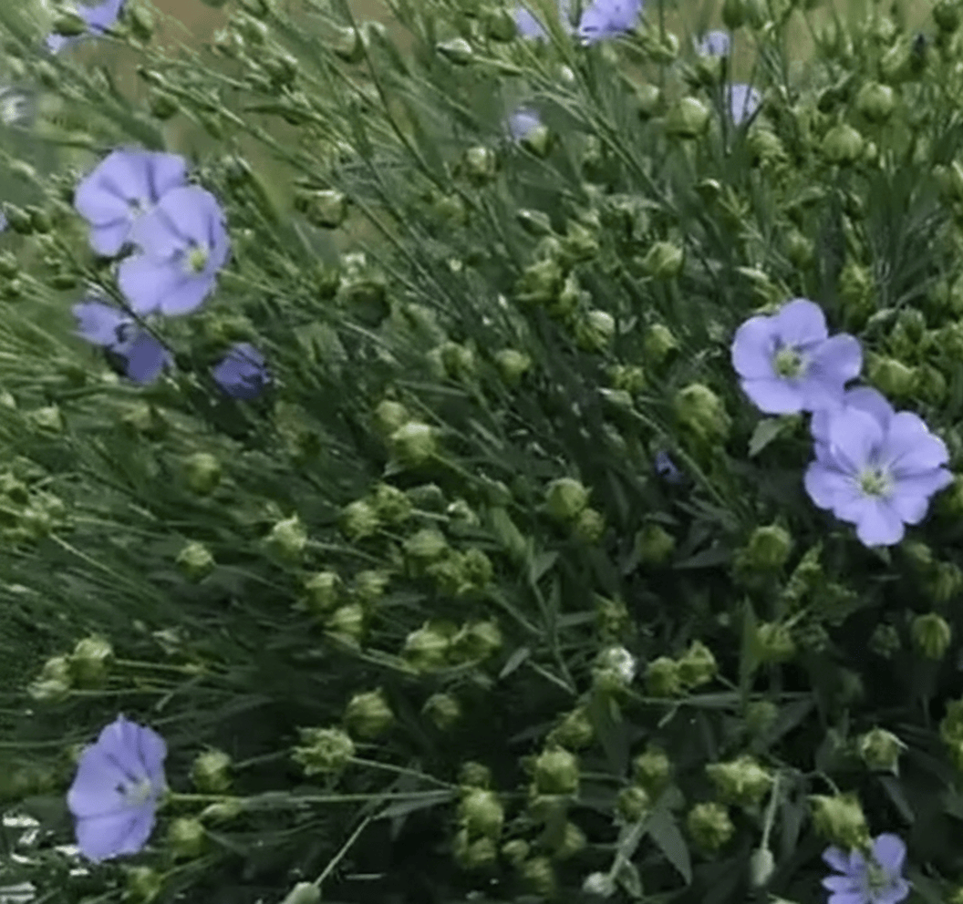 Spånadslin ‘Blå Lin’ – himmelsblå blomning & dekorativa frökapslar Palettparadiset