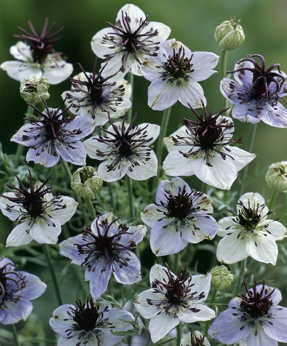 Spanska jungfrun ‘Eclipse’ – vita blommor med mörk mitt & dekorativa kapslar Blomfröer Palettparadiset