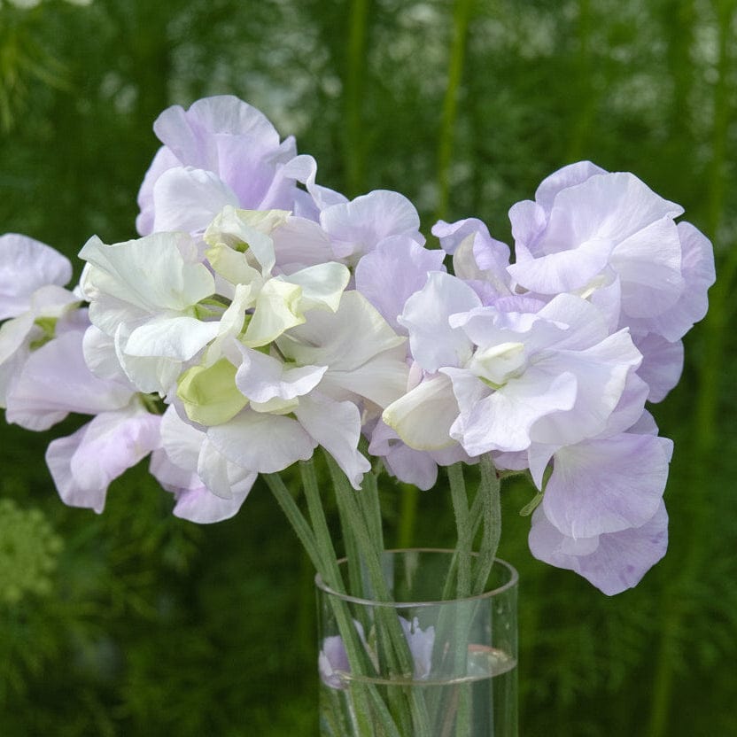 Spencer Arthur Hellyer - Luktärt Palettparadiset