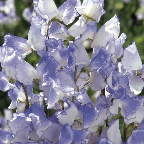 Spencer Blue Ripple - Luktärt Palettparadiset