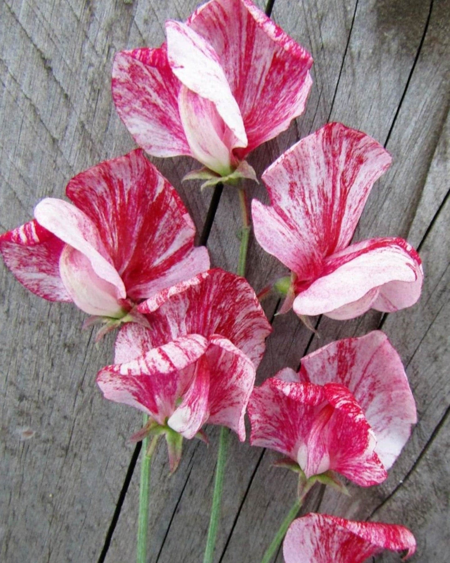 Spencer Mars - Luktärt Palettparadiset