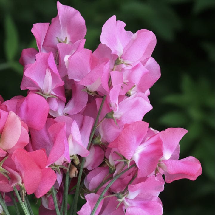 Spencer Mrs R. Bolton – Ljuvt rosa luktärt med klassisk vågkant Palettparadiset