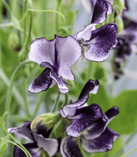 Spencer ‘Nimbus’ - Luktärt Palettparadiset