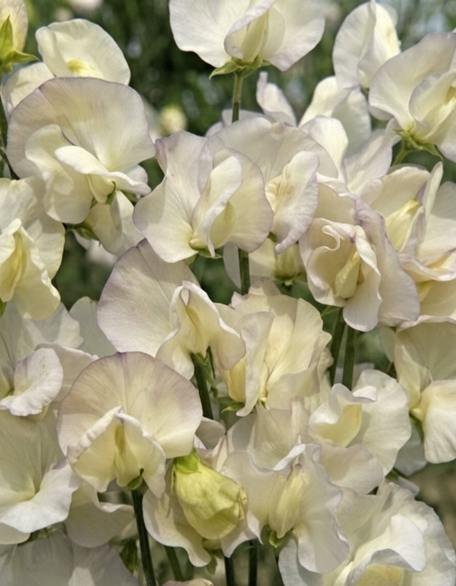 Spencer Old Times - Luktärt Palettparadiset