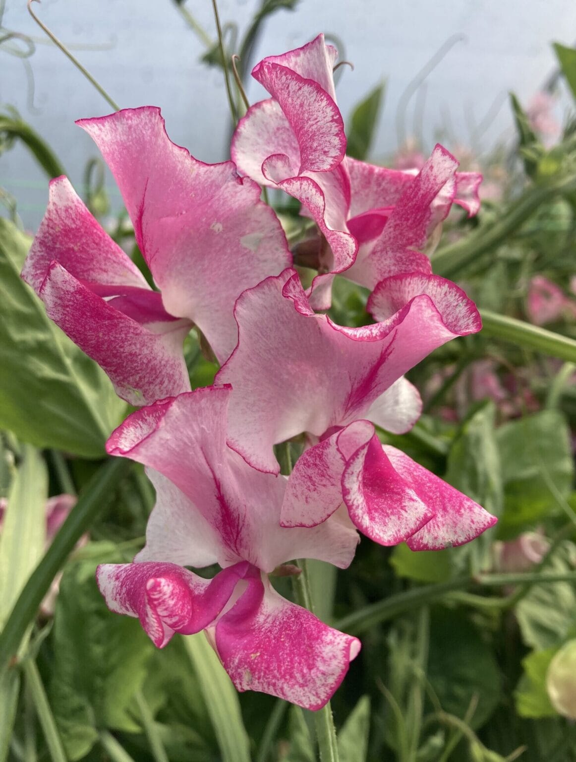 Spencer Pink Ripple – Luktärt med mjuka vågor i rosa och vitt Palettparadiset