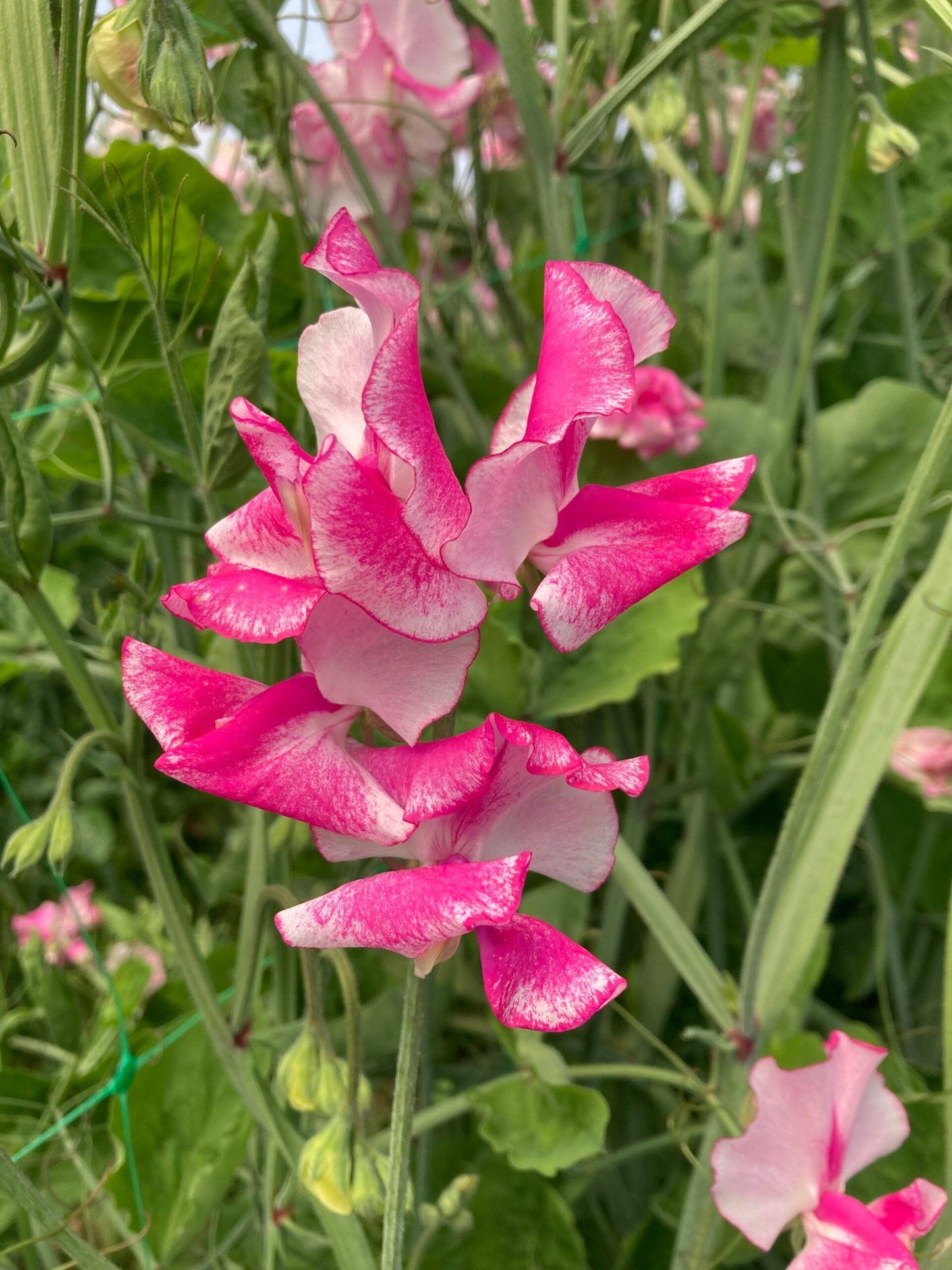 Spencer Pink Ripple – Luktärt med mjuka vågor i rosa och vitt Palettparadiset