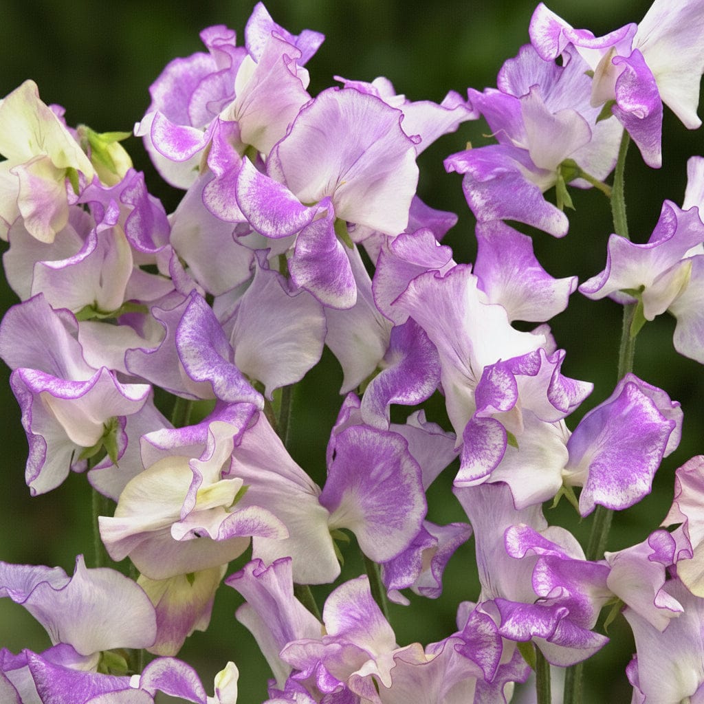 Spencer Pulsar - Luktärt Palettparadiset