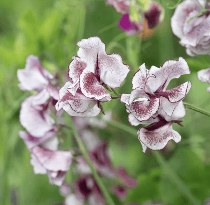 Spencer Wiltshire Ripple – Luktärt i djuprosa med vita vågor Palettparadiset