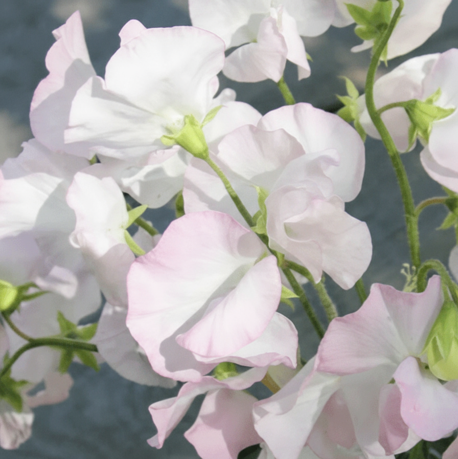 Spring Sunshine Blush – Luktärt i ljusrosa vårpastell Palettparadiset