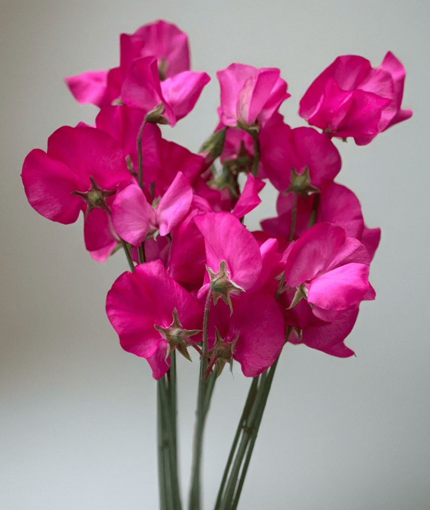 Spring Sunshine Cerise – Luktärt i lysande ceriserosa toner Palettparadiset