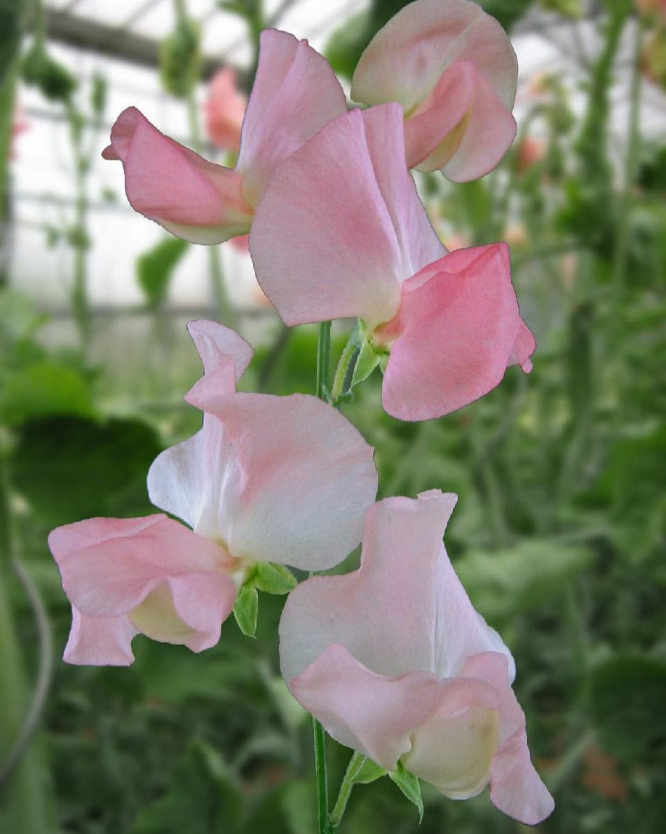 Spring Sunshine Nancy – Luktärt i ljusrosa vårtoner Palettparadiset