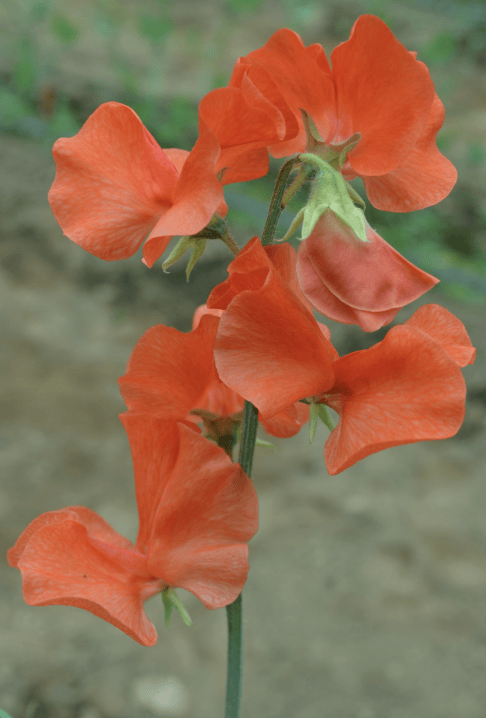 Spring Sunshine Orange - Luktärt Palettparadiset