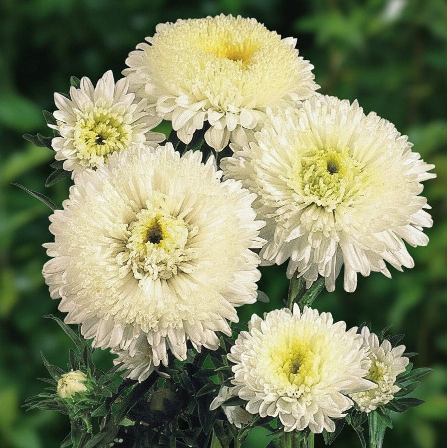 Standy Creamy White – Krämvit sommaraster med ljusgul mitt och stark stjälk Blomfröer Palettparadiset