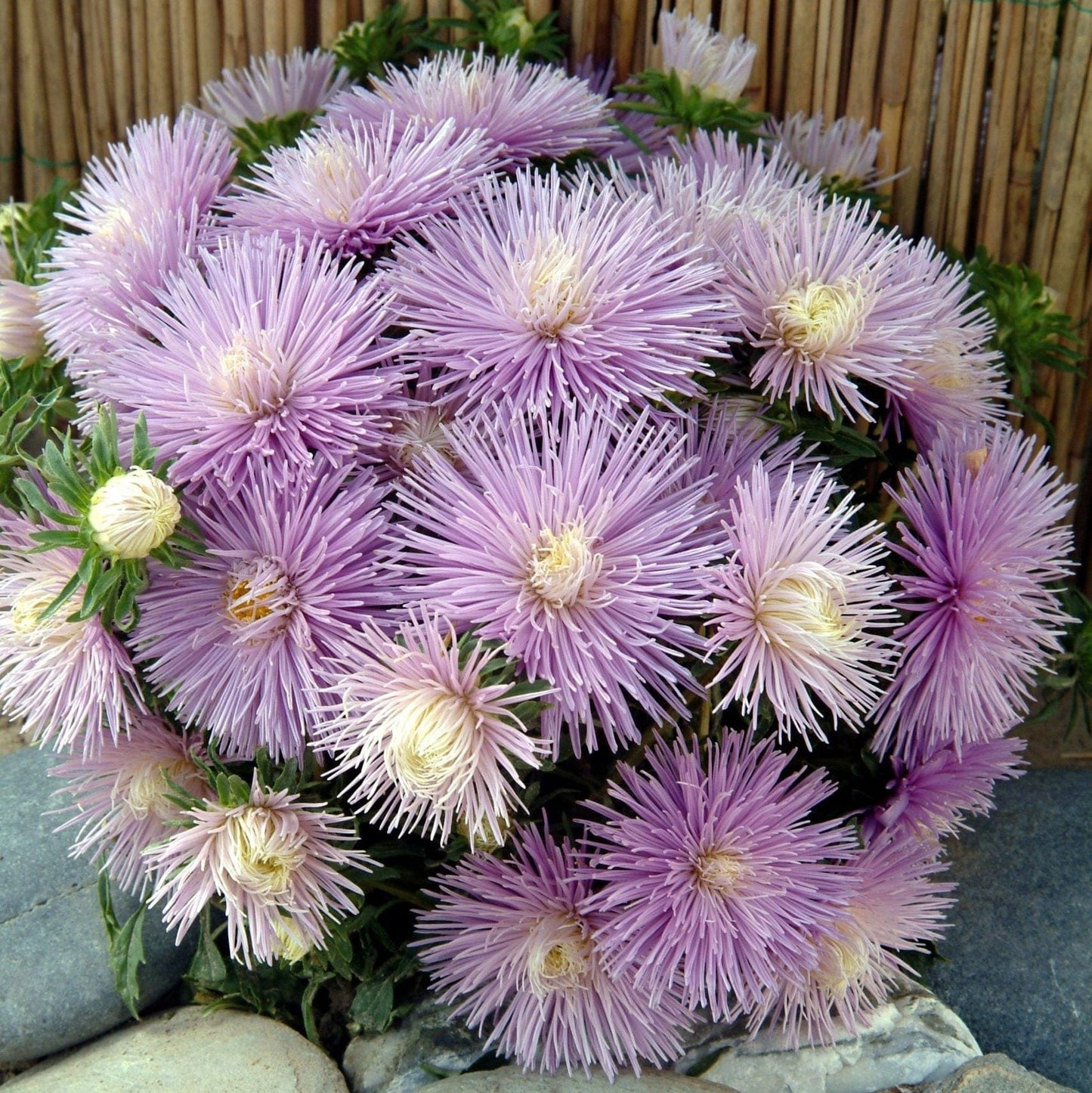 Starlight Powder Blue – Klar ljusblå sommaraster med sval elegans Blomfröer Palettparadiset