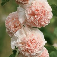 Stockros ‘Chater’s Double Chamois Rose’ – aprikosa dubbla blommor