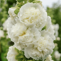 Stockros ‘Chater’s Double White’ – snövit pionliknande stockros