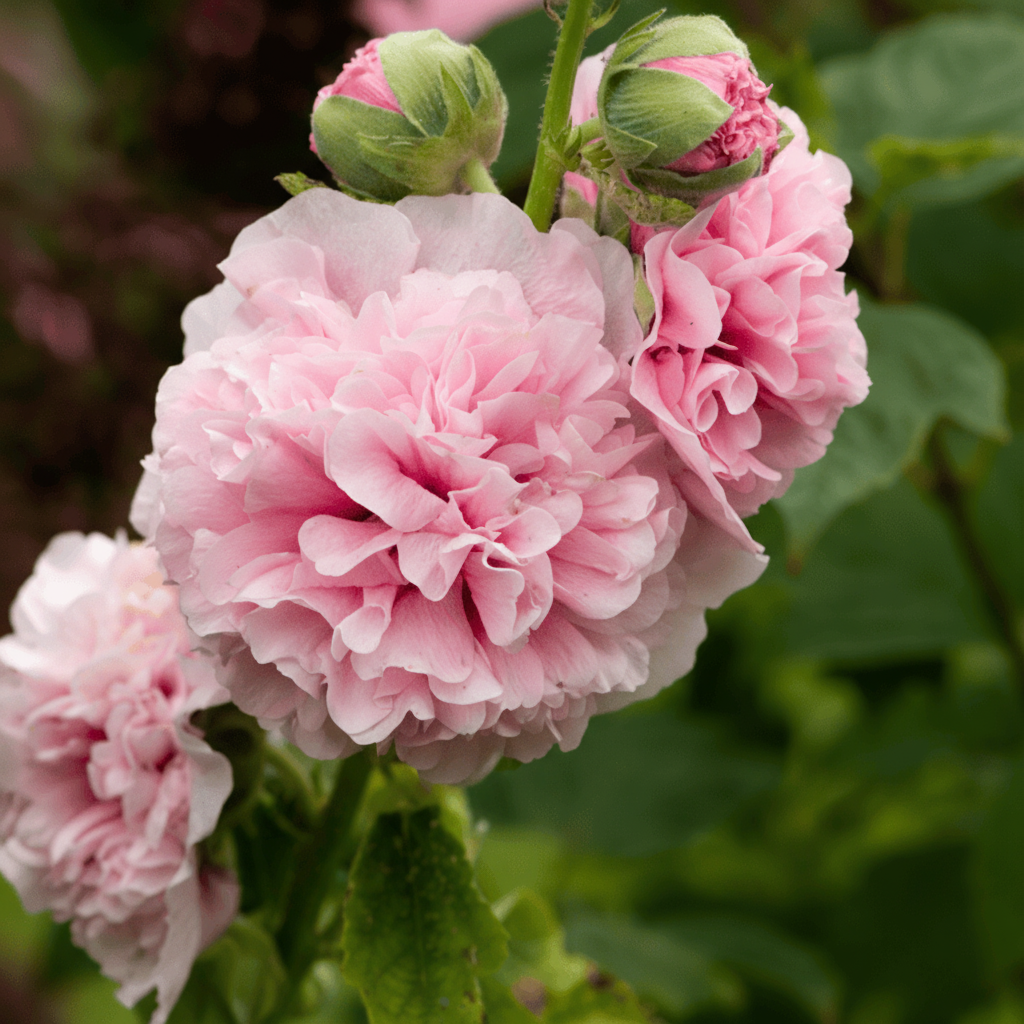 Stockros ‘Chater’s Light Rose’ – romantisk ljusrosa dubbel stockros