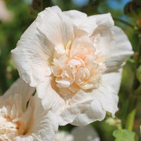 Stockros ‘Double Majorette Champagne’ – kompakt aprikos dubbel stockros