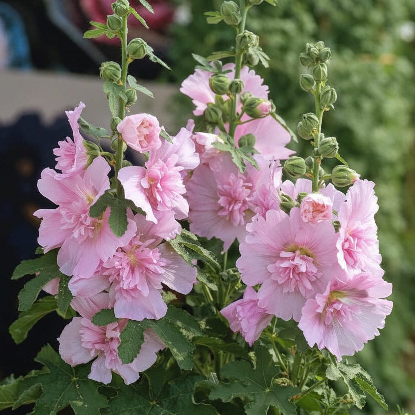 Klarrosa stockrosblommor på kompakt planta med tät blomsättning