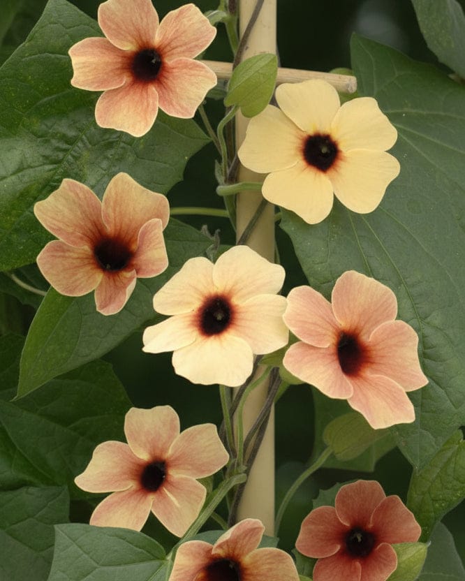 Svartöga ‘African Sunset Mixed’ – klättrande sommarblomma i solvarma toner Palettparadiset
