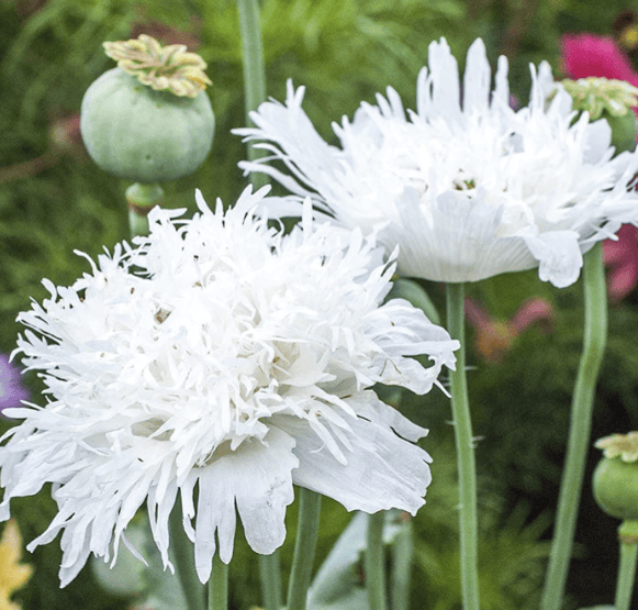 Swansdown – Fjädervallmo i skirt, vitt flor Palettparadiset