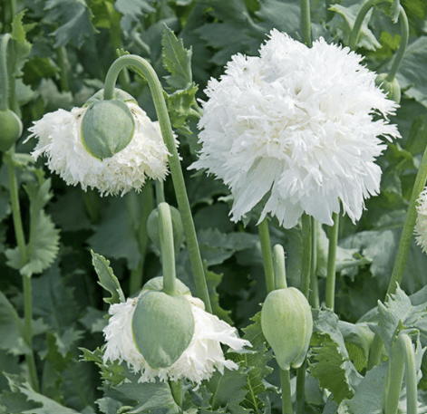 Swansdown – Fjädervallmo i skirt, vitt flor Palettparadiset