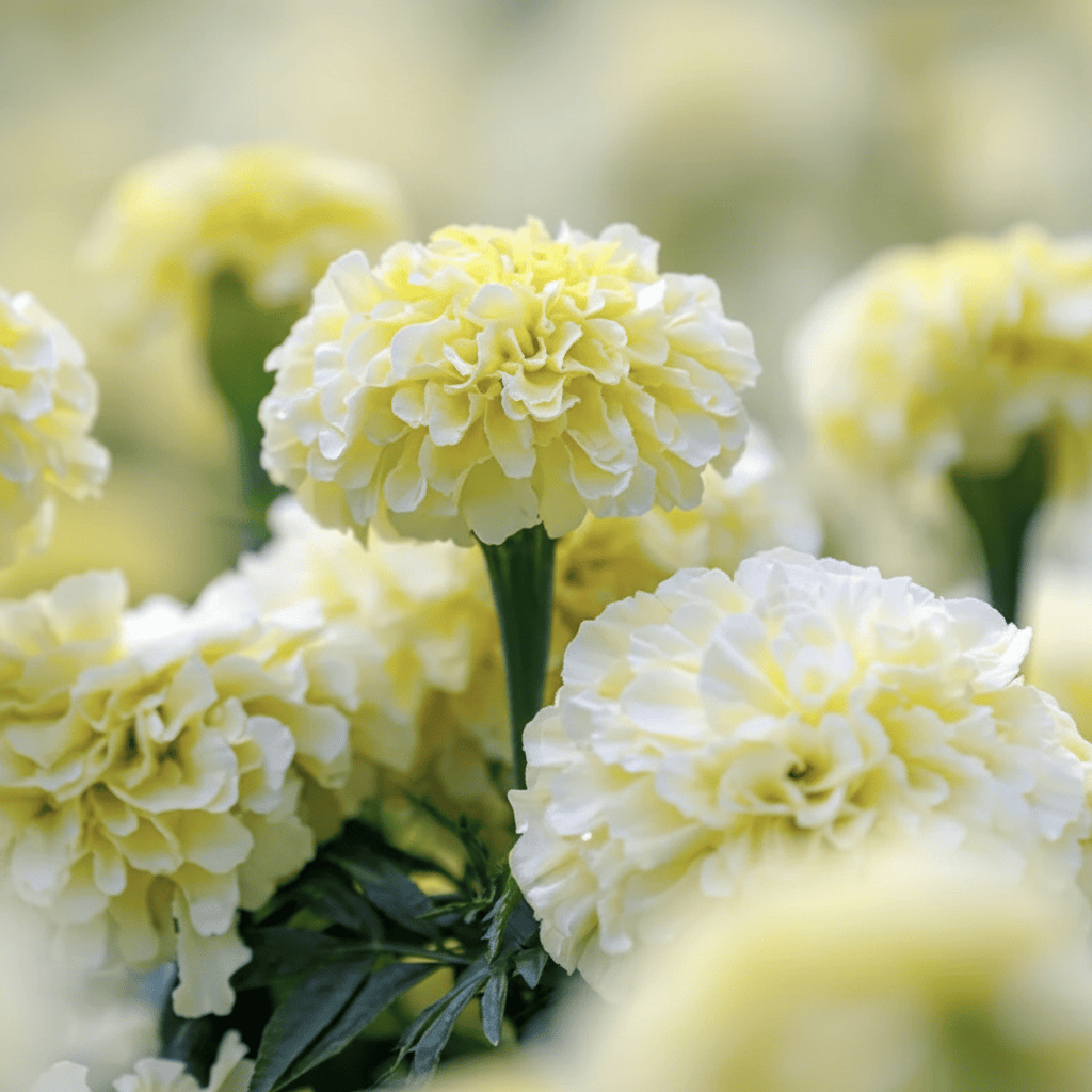 Tagetes ‘Vanilla’ (Kilimanjaro) – krämvit jätte-tagetes för snitt & sommarbuketter Palettparadiset