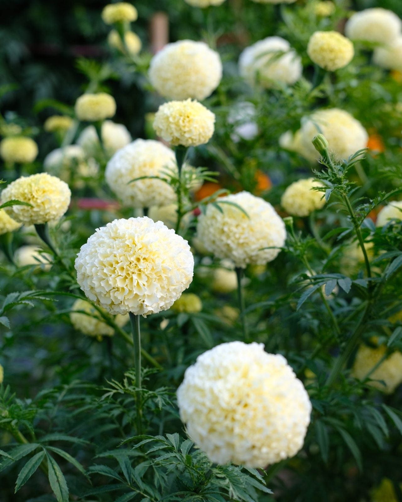 Tagetes ‘White Swan’ – vit afrikansk tagetes för snitt och sommarens buketter Palettparadiset
