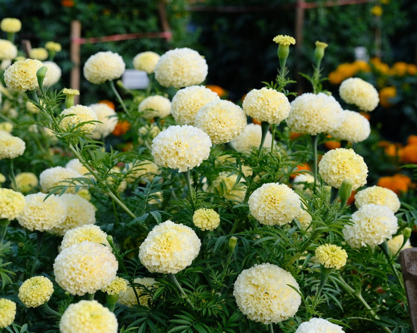 Tagetes ‘White Swan’ – vit afrikansk tagetes för snitt och sommarens buketter Palettparadiset