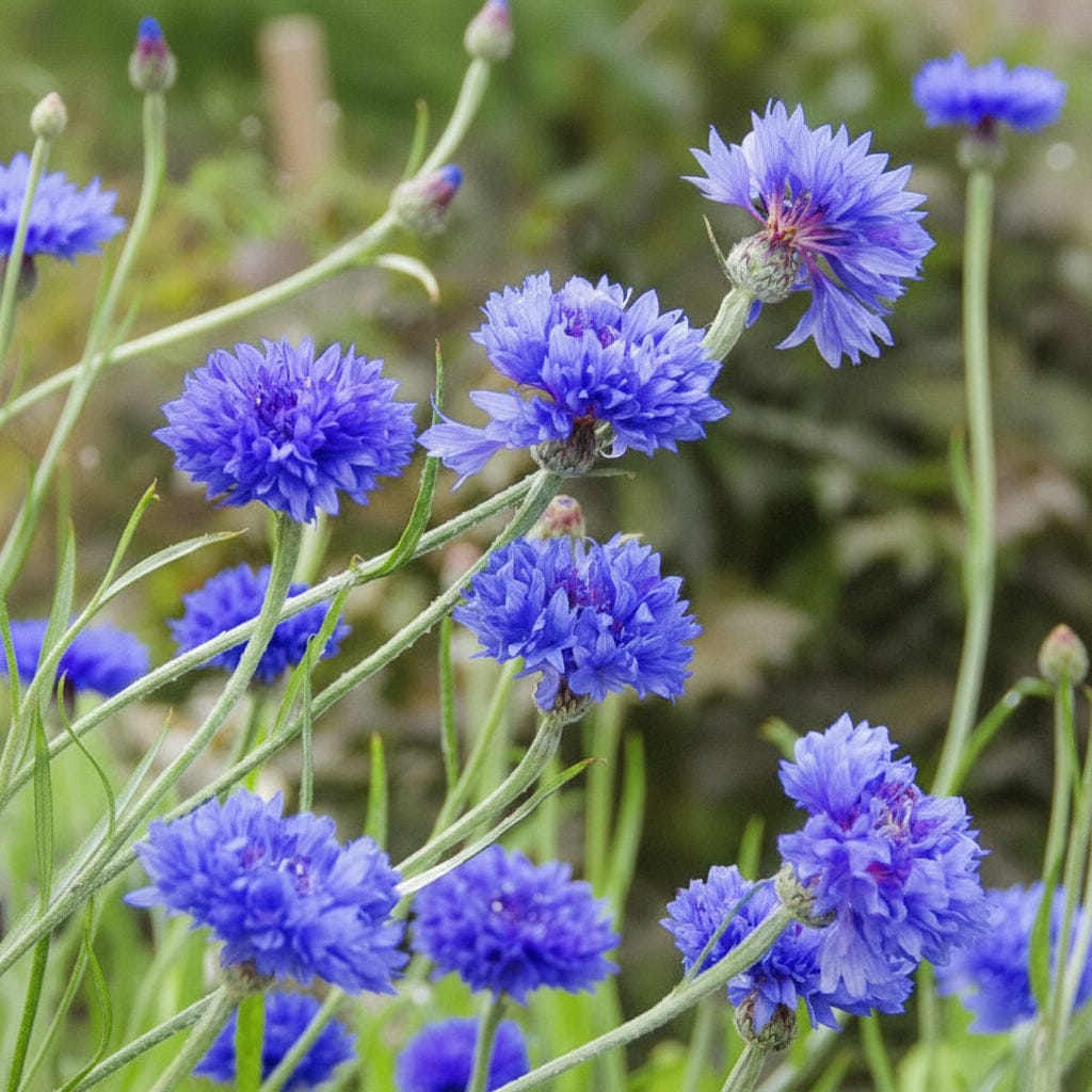 Tall Blue Diadem – hög klassisk blåklint Blomfröer Palettparadiset