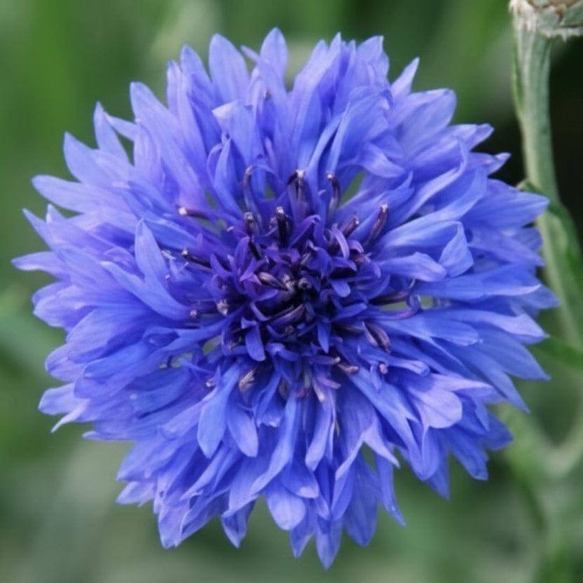 Tall Blue Diadem – hög klassisk blåklint Blomfröer Palettparadiset