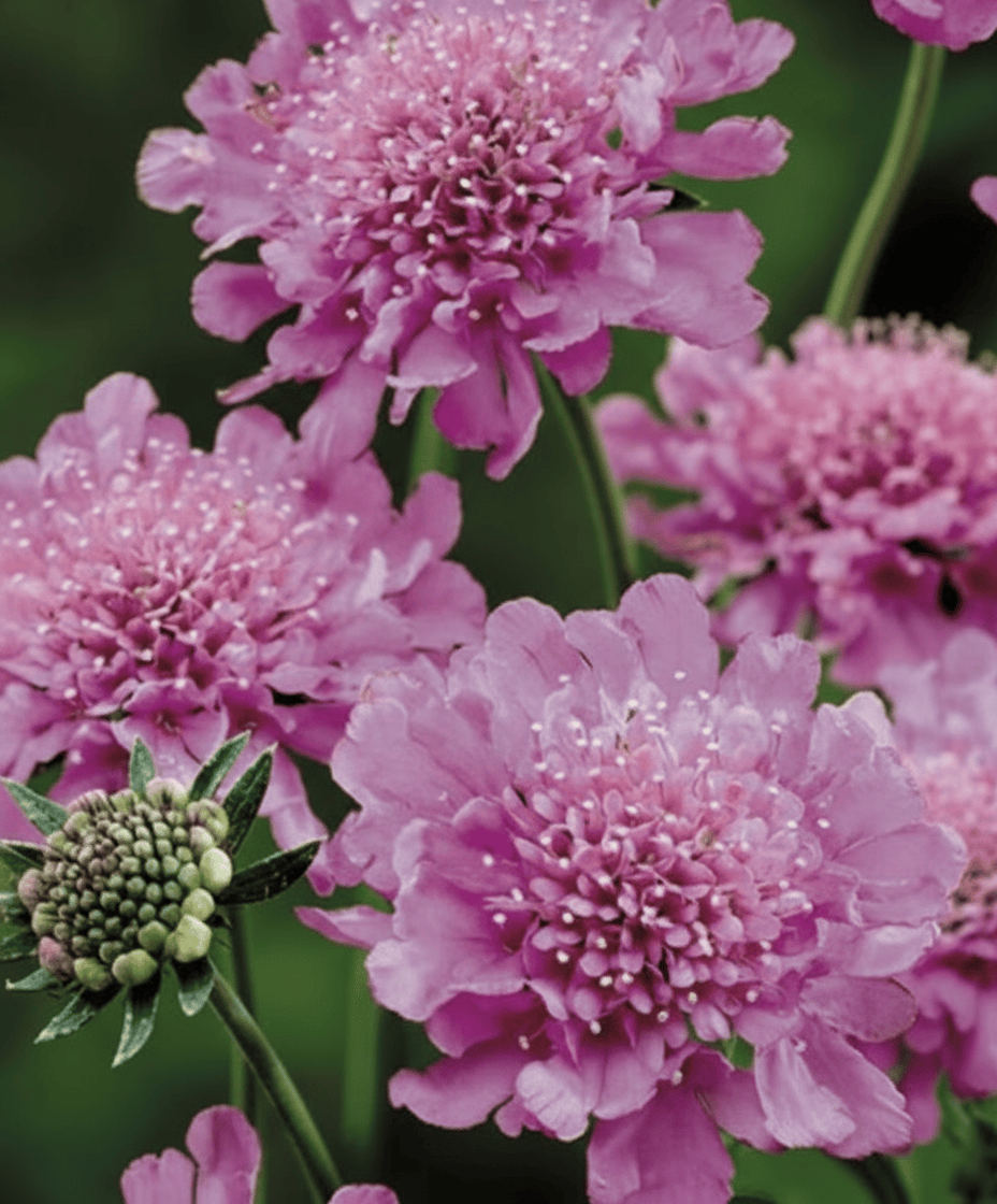 Tall Double Rose - Praktvädd Palettparadiset