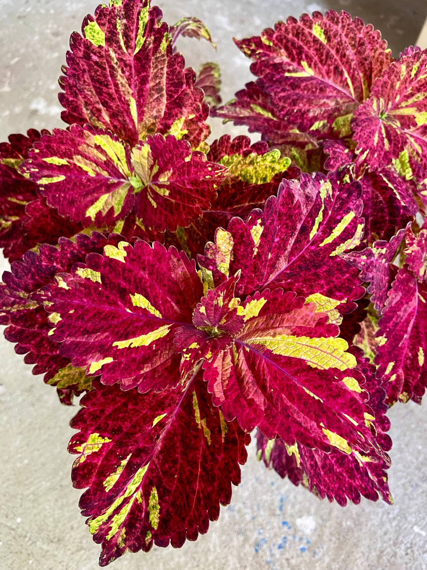 Tess – palettblad med rödrosaton