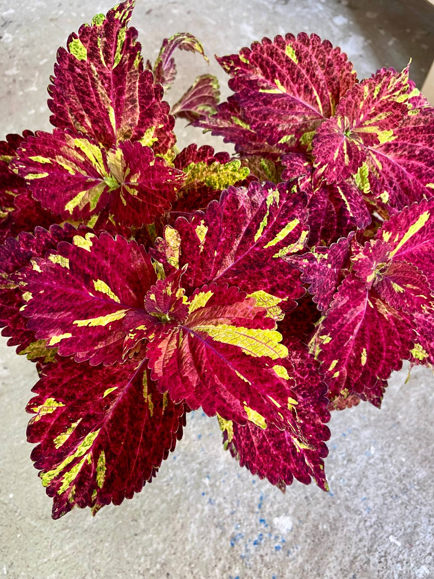 Tess – palettblad med rödrosaton