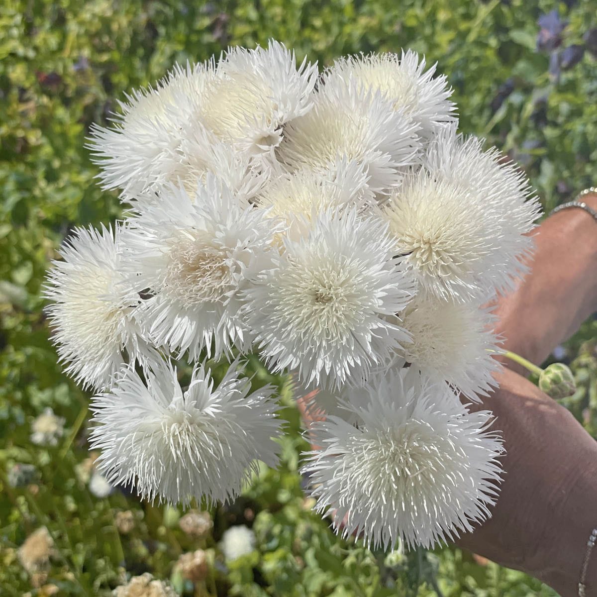 The Bride – Doftklint i gräddigt vitt Palettparadiset