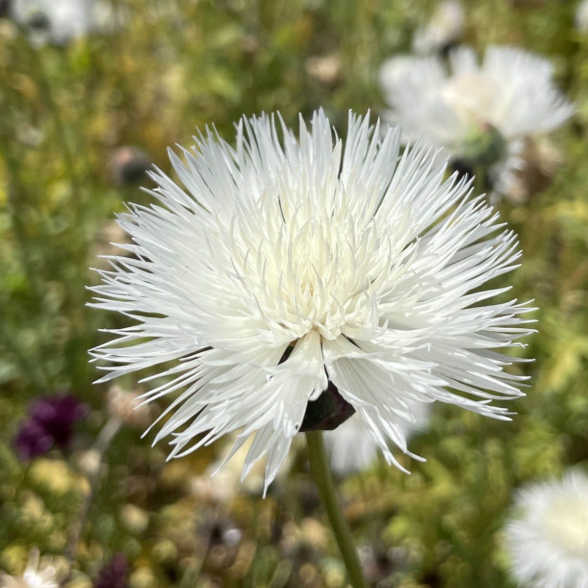 The Bride – Doftklint i gräddigt vitt Palettparadiset