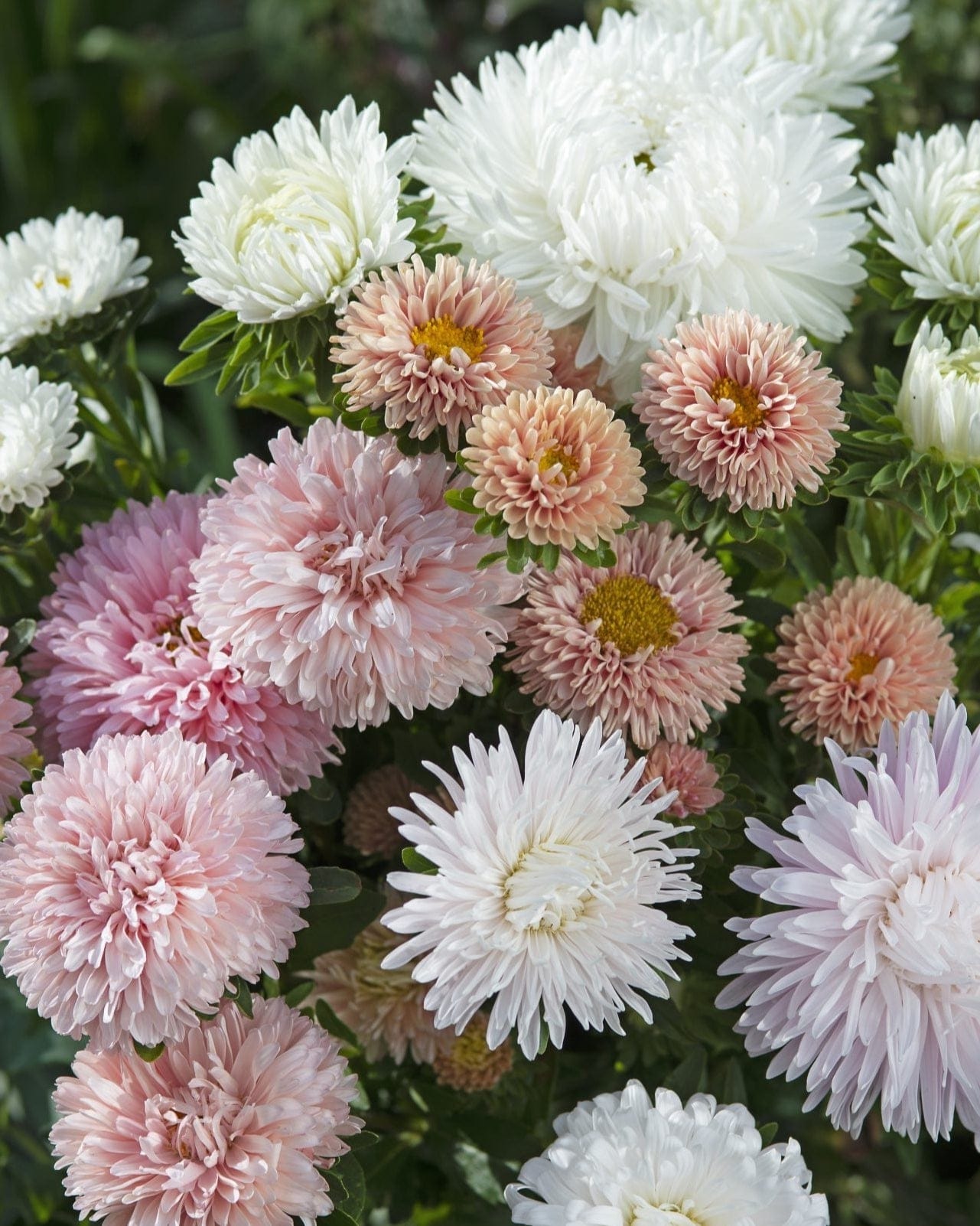 The Roses Mixture - Sommaraster Palettparadiset