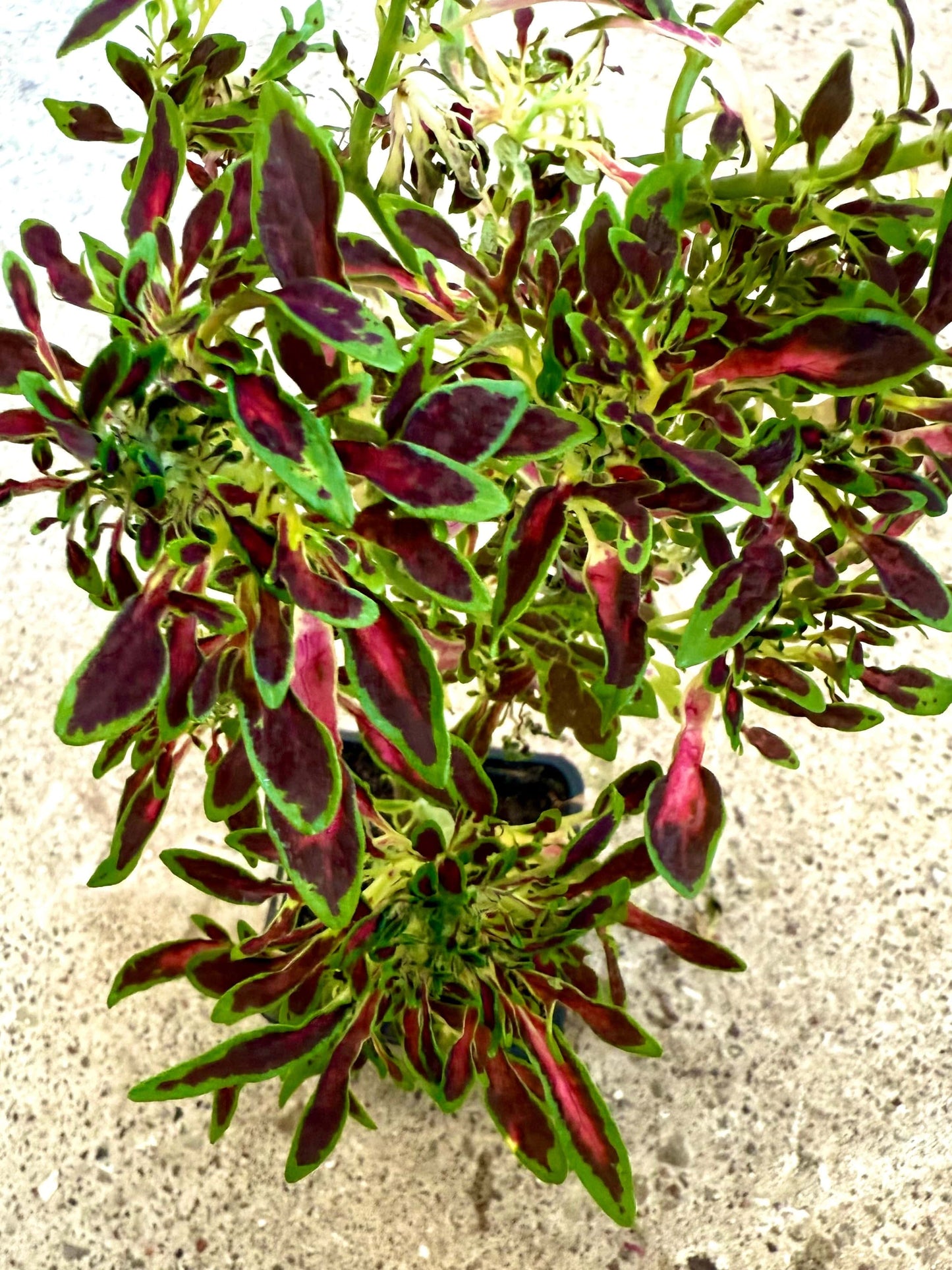 Tiny Toes - Stickling Palettparadiset