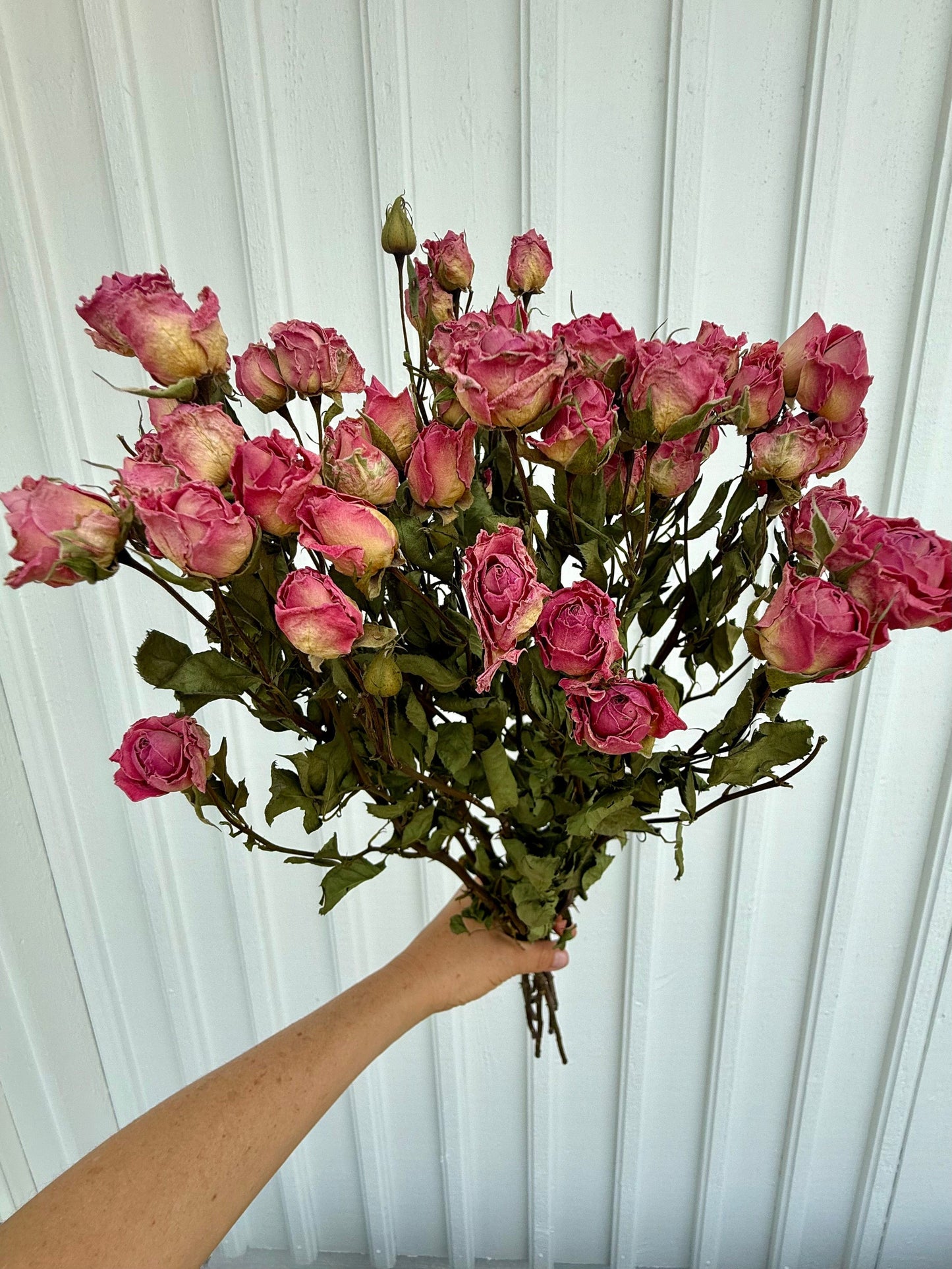 Torkad Kvistros – Gammelrosa romantik med naturlig charm Palettparadiset