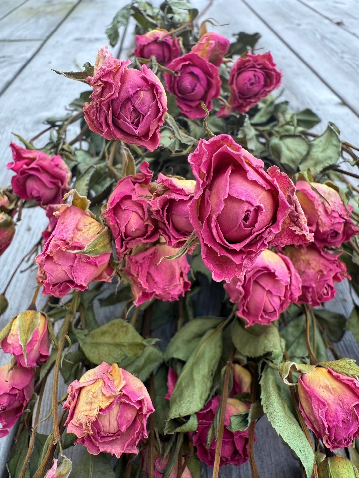 Torkad Kvistros – Gammelrosa romantik med naturlig charm Palettparadiset