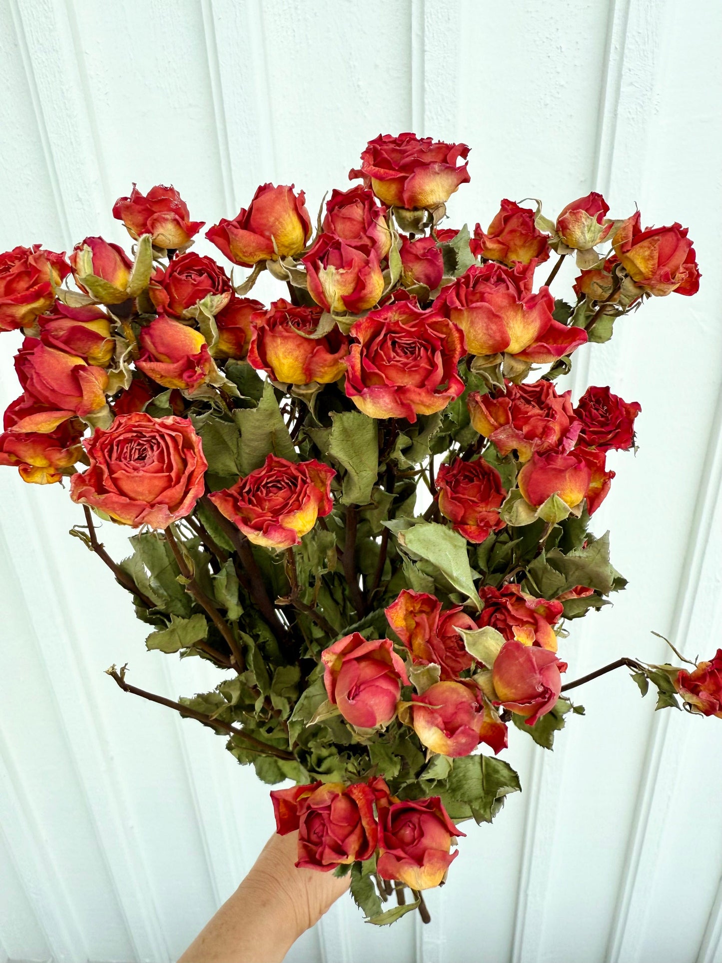 Torkad Kvistros – Rödorange skönhet med värme & karaktär Palettparadiset