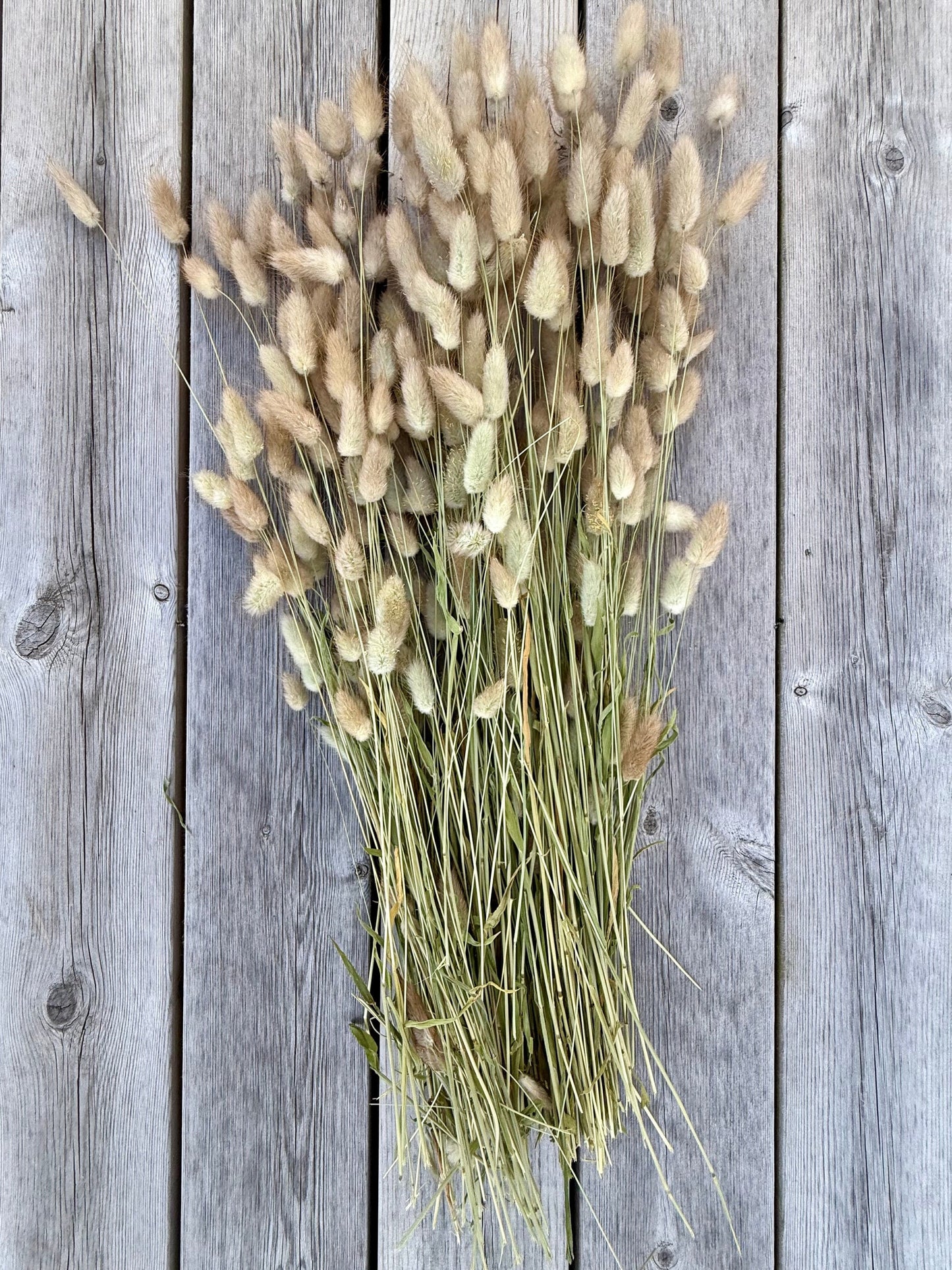 Torkad Lagurus – Naturlig elegans i mjuk form Palettparadiset