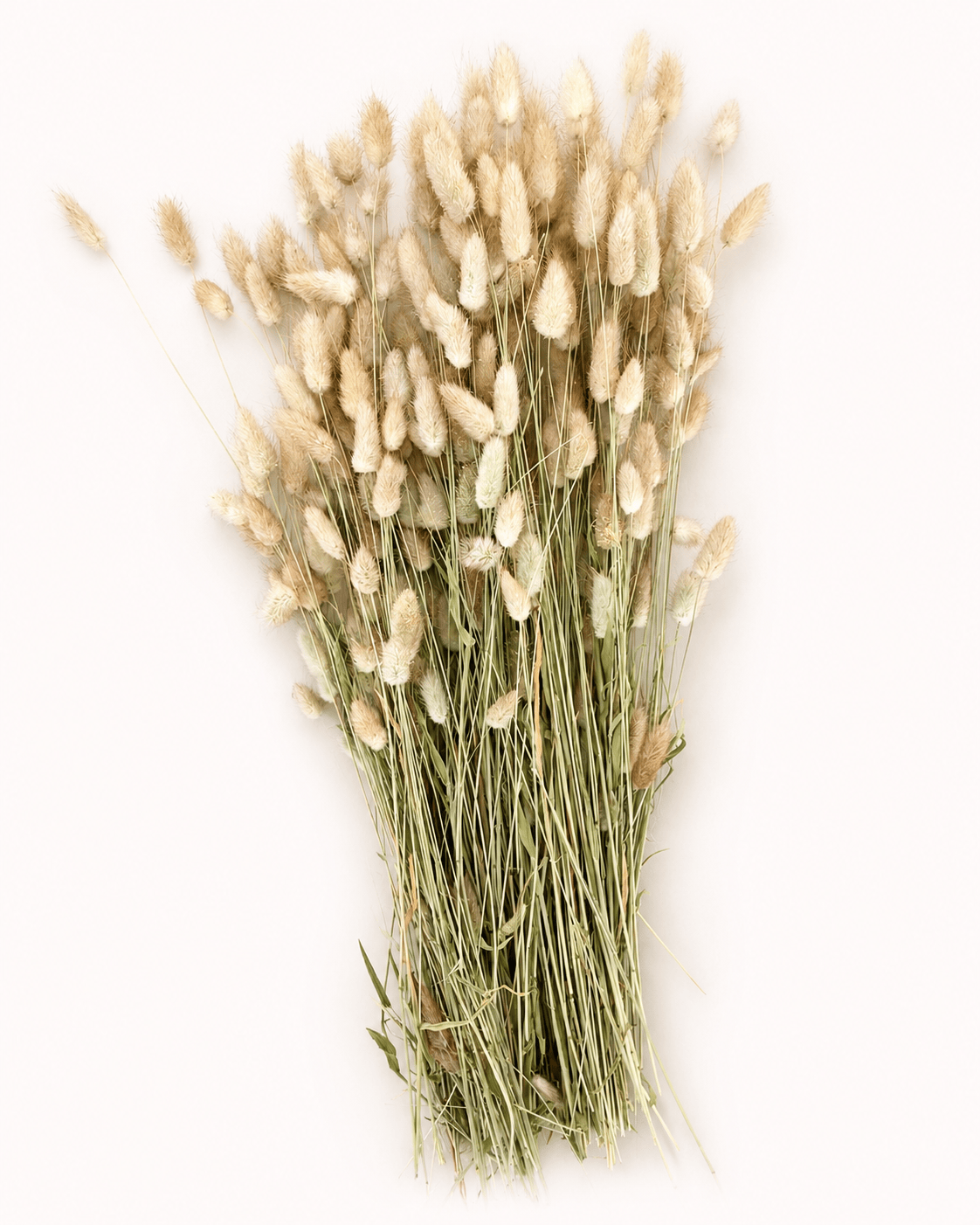 Torkad Lagurus – Naturlig elegans i mjuk form