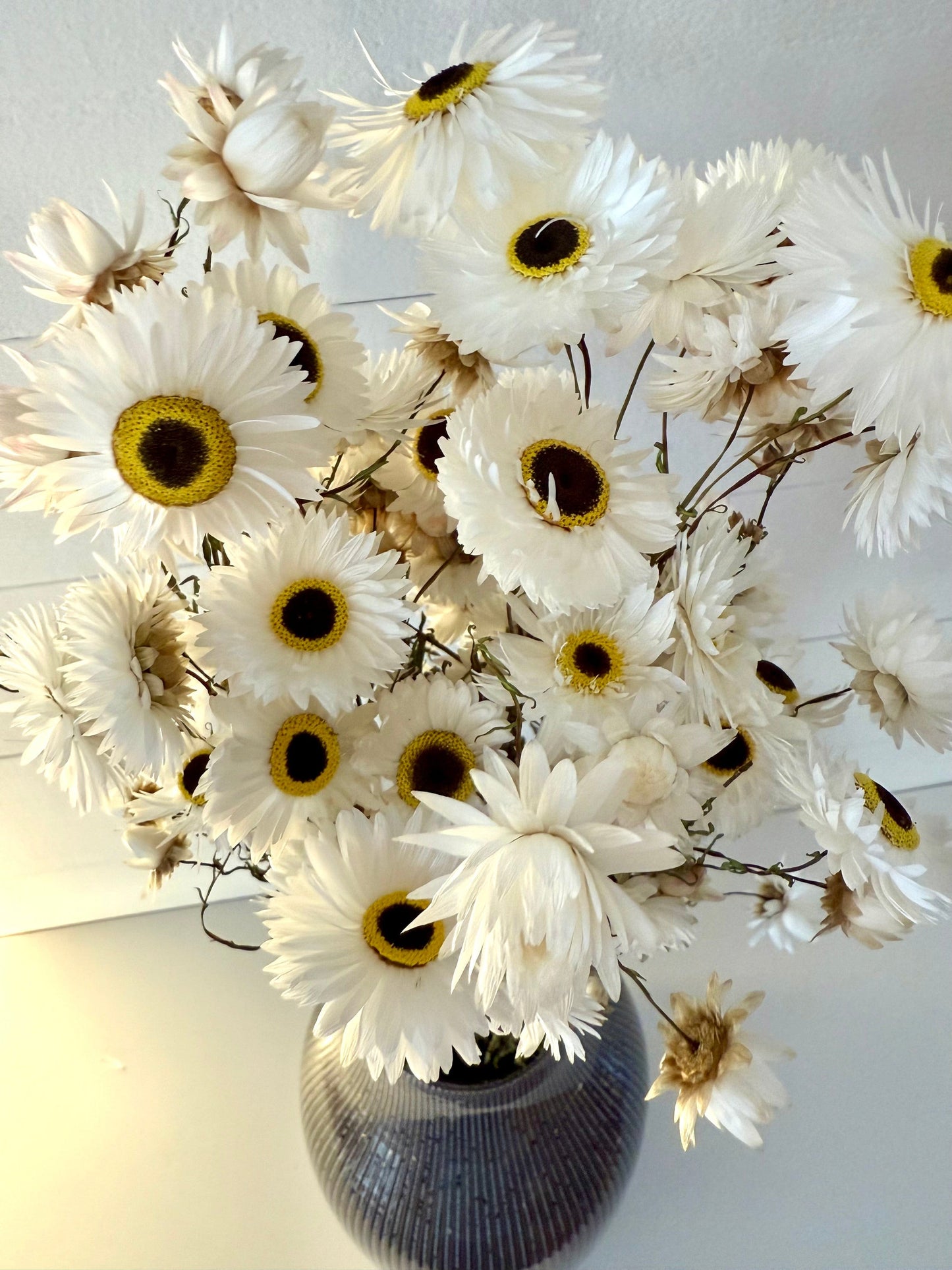 Torkad Pappersprästkrage Palettparadiset