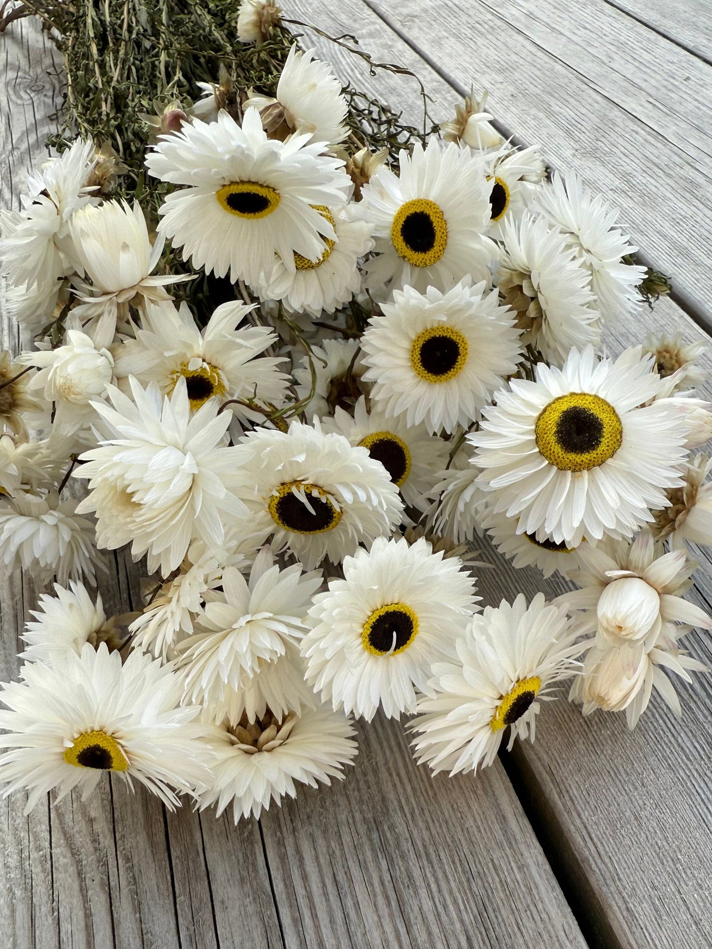 Torkad Pappersprästkrage Palettparadiset