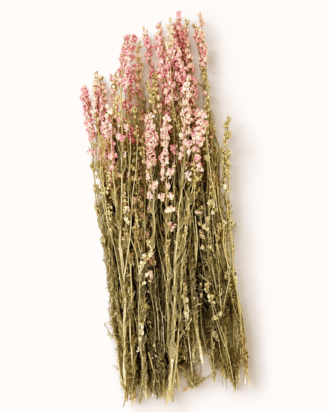 Torkad Riddarsporre – Rosa romantik med naturlig elegans