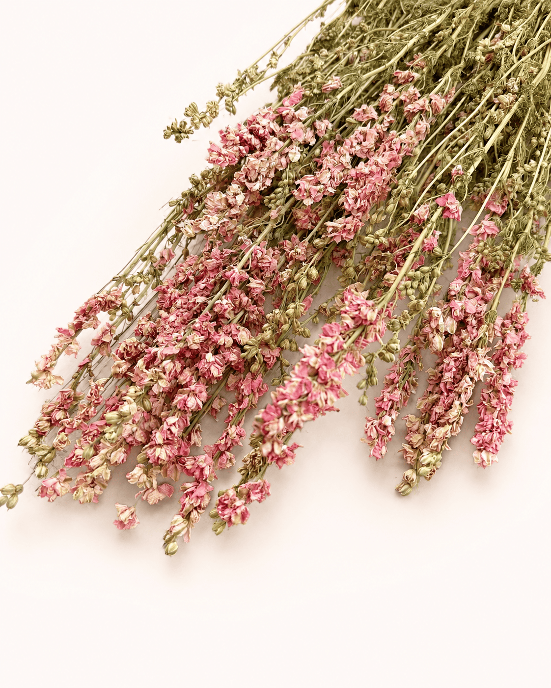 Torkad Riddarsporre – Rosa romantik med naturlig elegans