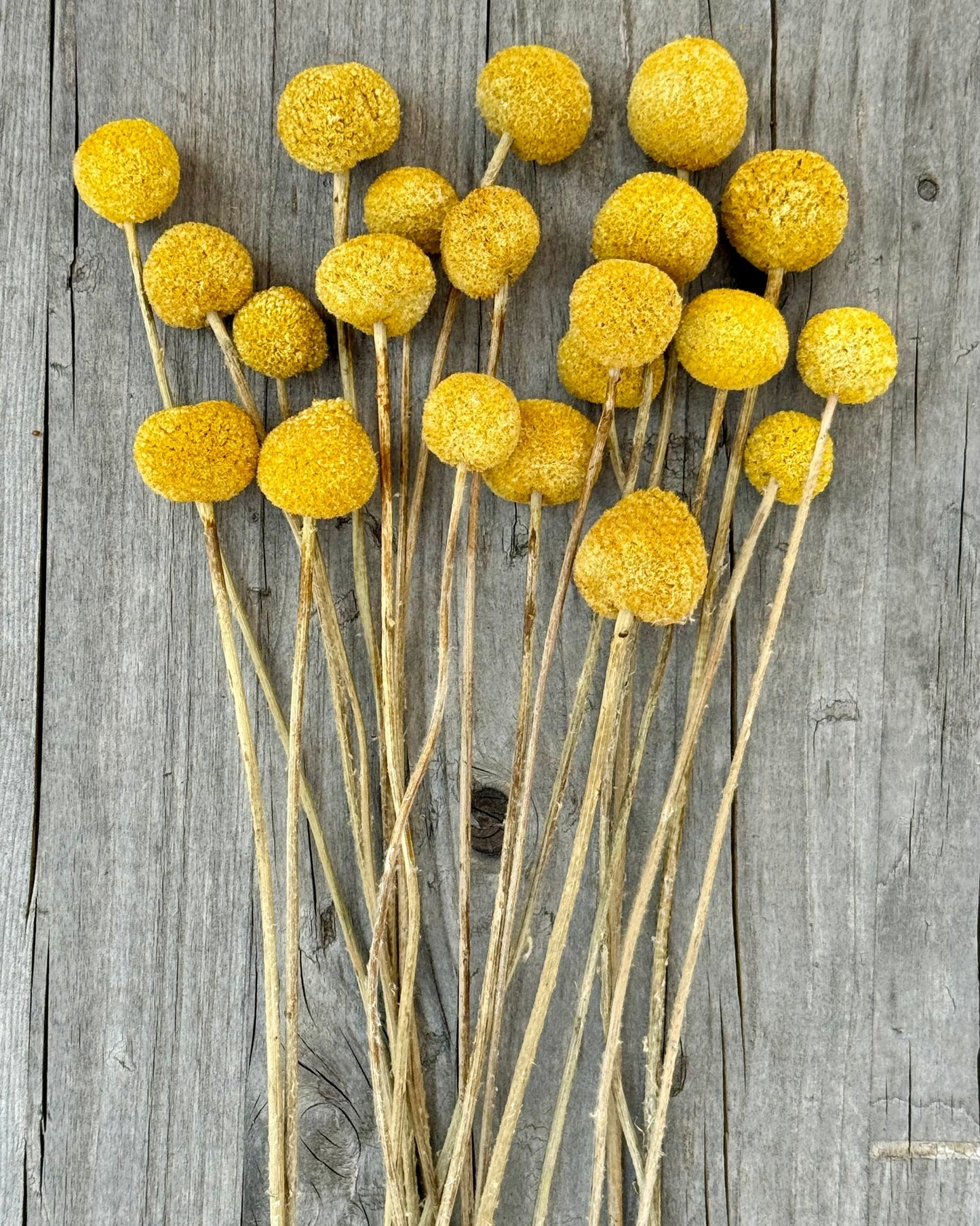 Torkad Solboll (Craspedia) – Färgstark & klimatsmart klassiker Palettparadiset