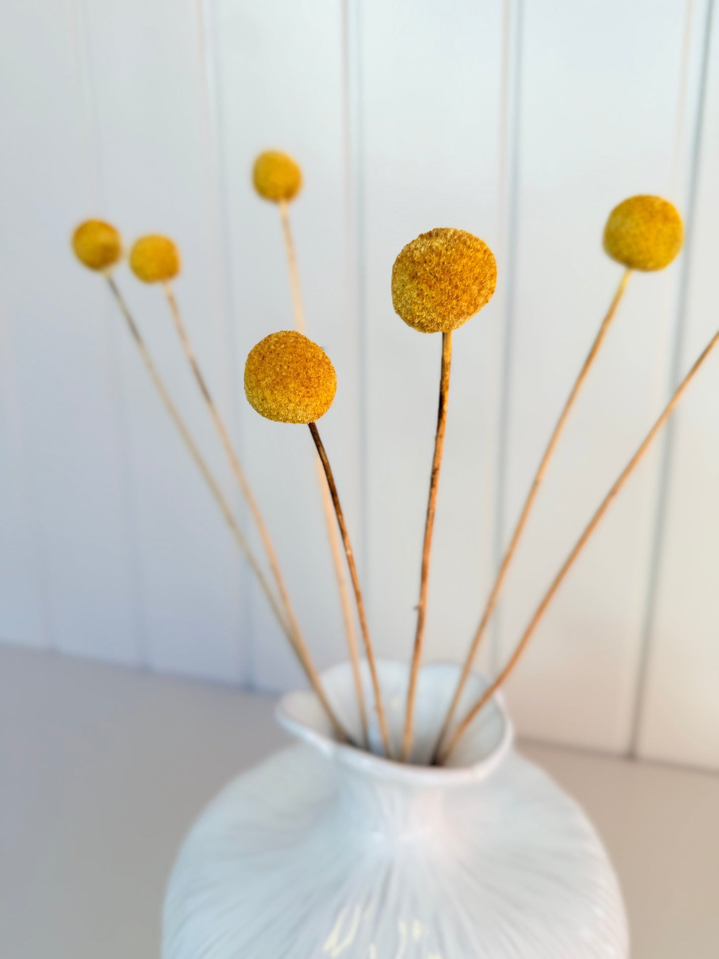 Torkad Solboll (Craspedia) – Färgstark & klimatsmart klassiker Palettparadiset