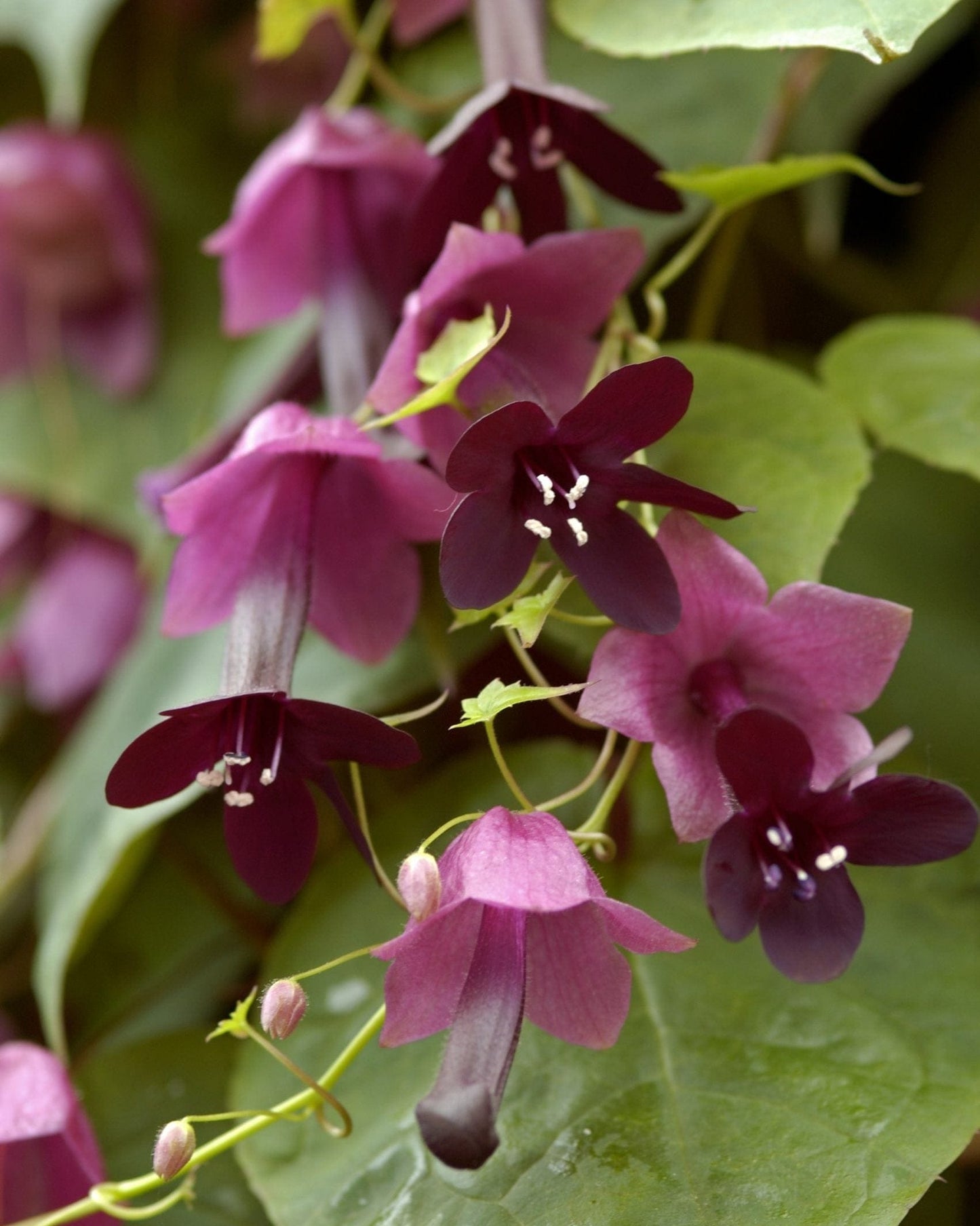 Törnrosas kjortel – romantiska purpurklockor för kruka, ampel & spaljé Palettparadiset